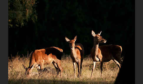 Rotwild (Cervus elaphus)