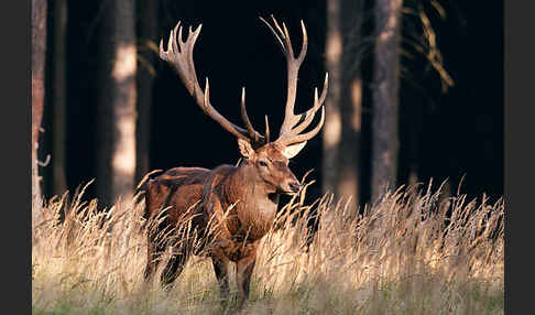 Rotwild (Cervus elaphus)