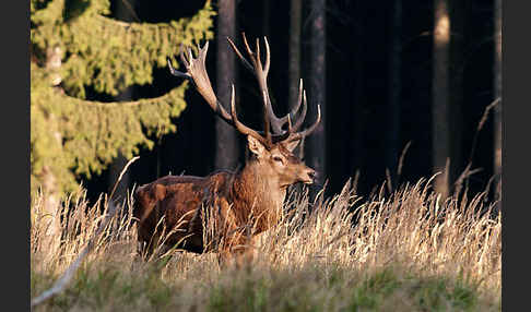 Rotwild (Cervus elaphus)