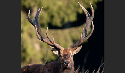 Rotwild (Cervus elaphus)