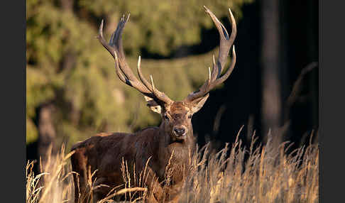 Rotwild (Cervus elaphus)