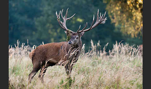 Rotwild (Cervus elaphus)