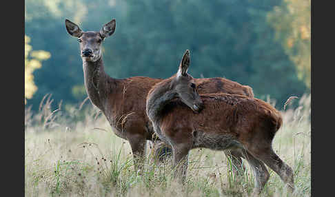 Rotwild (Cervus elaphus)