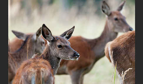 Rotwild (Cervus elaphus)