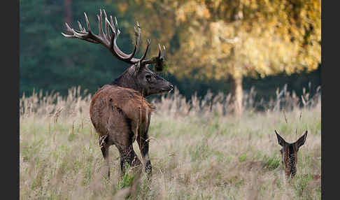 Rotwild (Cervus elaphus)