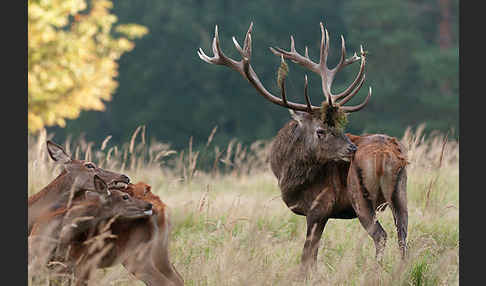 Rotwild (Cervus elaphus)