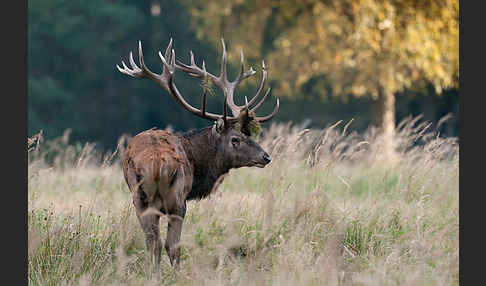 Rotwild (Cervus elaphus)