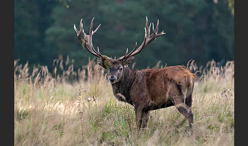 Rotwild (Cervus elaphus)