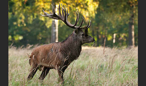 Rotwild (Cervus elaphus)