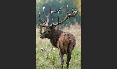 Rotwild (Cervus elaphus)