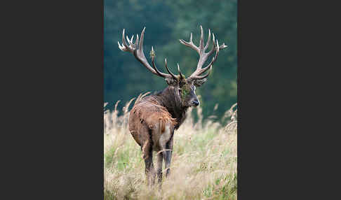 Rotwild (Cervus elaphus)