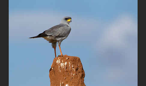 Weißbürzel-Singhabicht (Melierax poliopterus)