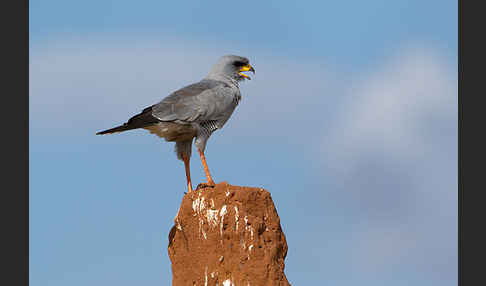 Weißbürzel-Singhabicht (Melierax poliopterus)