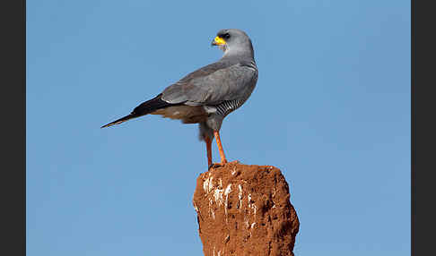 Weißbürzel-Singhabicht (Melierax poliopterus)