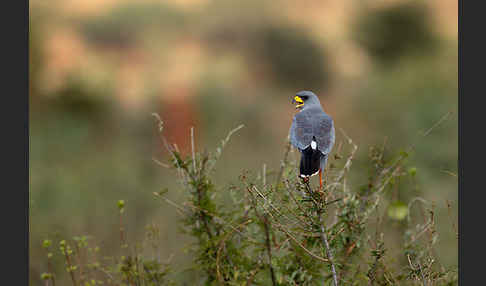 Weißbürzel-Singhabicht (Melierax poliopterus)