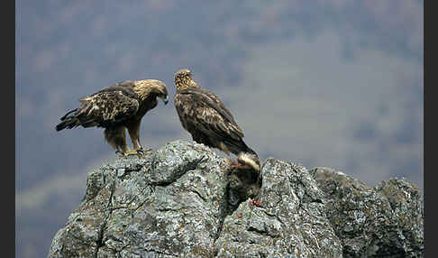 Steinadler (Aquila chrysaetos)