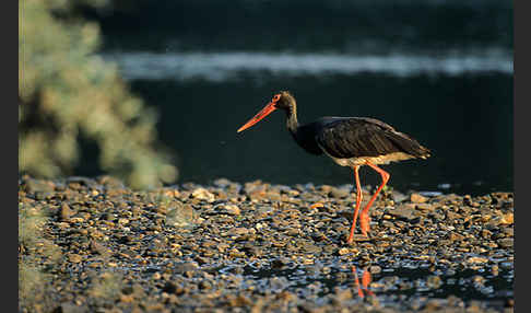 Schwarzstorch (Ciconia nigra)