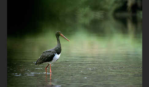 Schwarzstorch (Ciconia nigra)