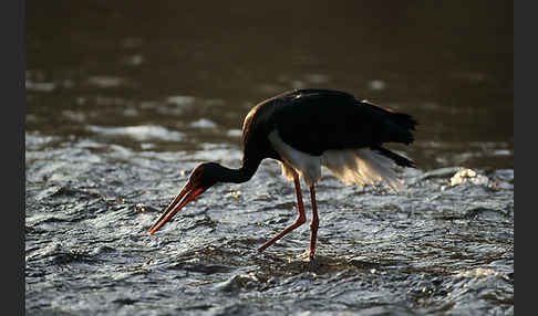 Schwarzstorch (Ciconia nigra)