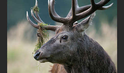 Rotwild (Cervus elaphus)