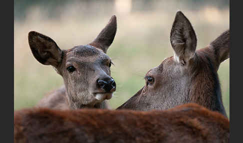 Rotwild (Cervus elaphus)