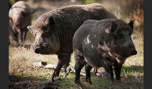 Schwarzwild (Sus scrofa)