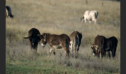 Hausesel (Equus asinus)