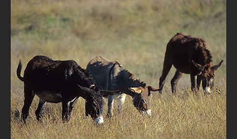 Hausesel (Equus asinus)