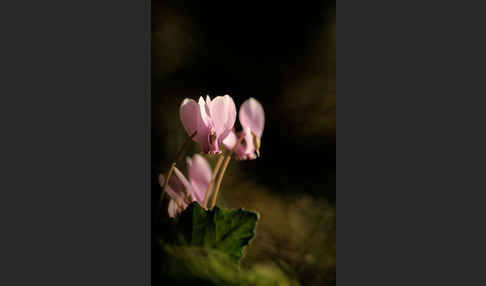 Herbstalpenveilchen (Cyclamen hederifolium)