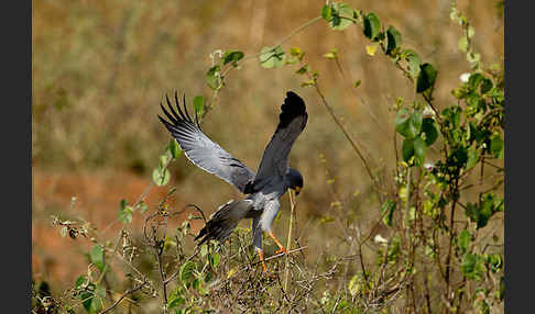 Weißbürzel-Singhabicht (Melierax poliopterus)