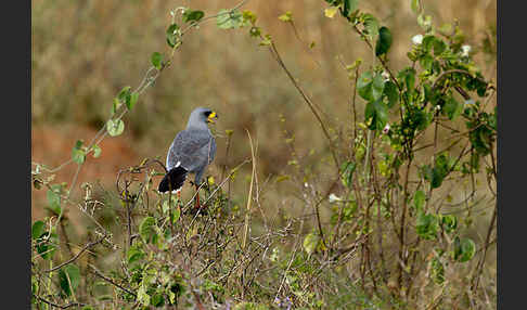 Weißbürzel-Singhabicht (Melierax poliopterus)