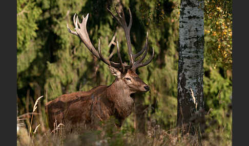 Rotwild (Cervus elaphus)