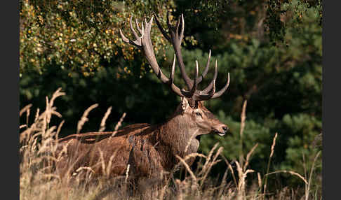 Rotwild (Cervus elaphus)