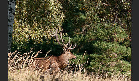 Rotwild (Cervus elaphus)