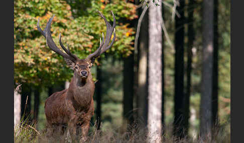 Rotwild (Cervus elaphus)