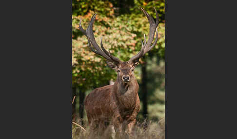 Rotwild (Cervus elaphus)