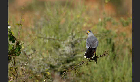 Weißbürzel-Singhabicht (Melierax poliopterus)