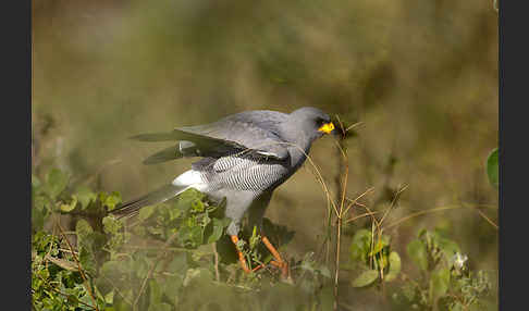 Weißbürzel-Singhabicht (Melierax poliopterus)