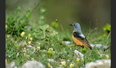 Steinrötel (Monticola saxatilis)