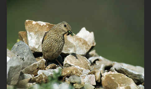 Steinrötel (Monticola saxatilis)