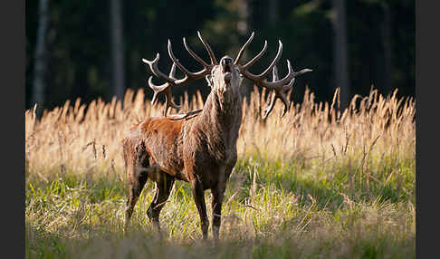 Rotwild (Cervus elaphus)