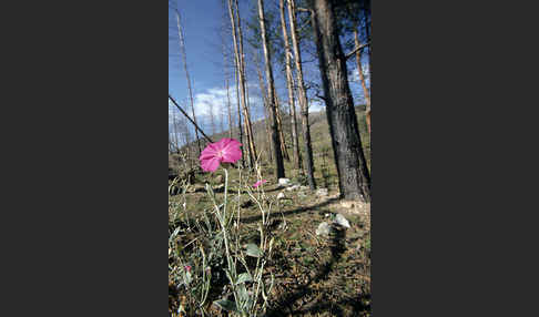 Kronen-Lichtnelke (Lychnis coronaria)