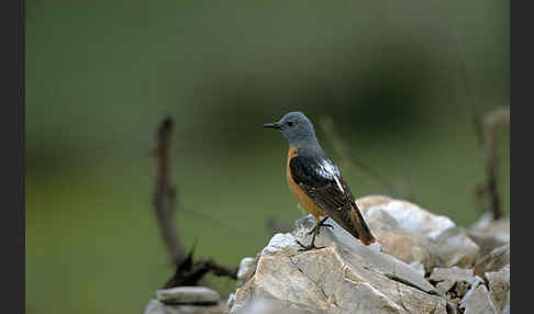 Steinrötel (Monticola saxatilis)