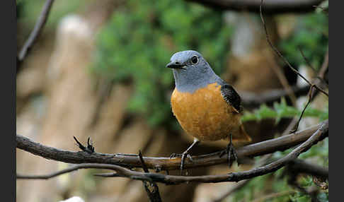 Steinrötel (Monticola saxatilis)