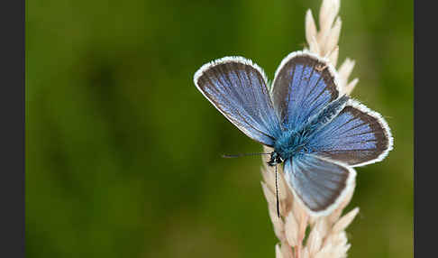 Argus-Bläuling (Plebeius argus)