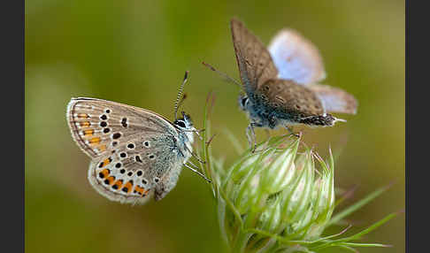 Argus-Bläuling (Plebeius argus)