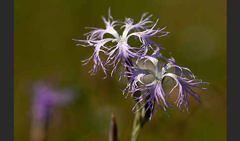 Pracht-Nelke (Dianthus superbus)