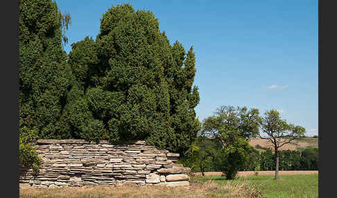 Trockenmauer (dry-stone wall)