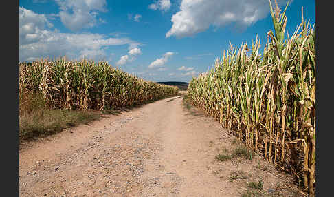 Intensive Landwirtschaft (industrial agriculture)