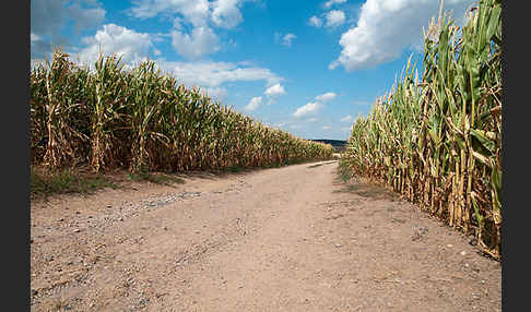 Intensive Landwirtschaft (industrial agriculture)